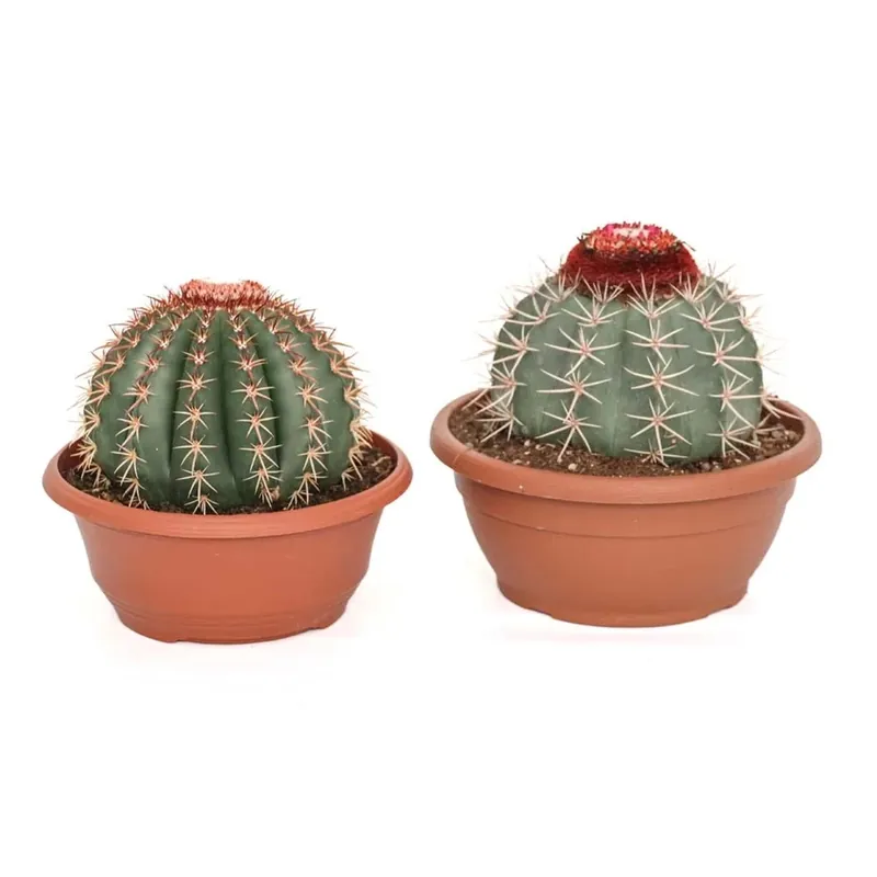 Melocactus Mix Ciotola Ø 25 cm Must-Have