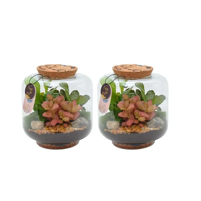 Composizione Terrarium incantevole grande Tijdelijk Beschikbaar
