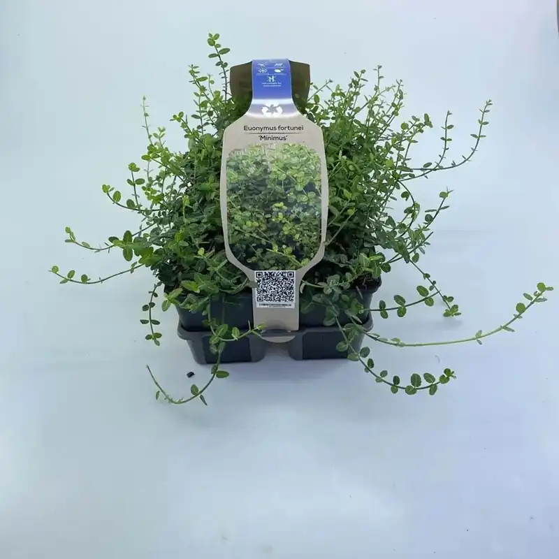 Nieuw Euonymus Minimus confezione vaso 9 cm