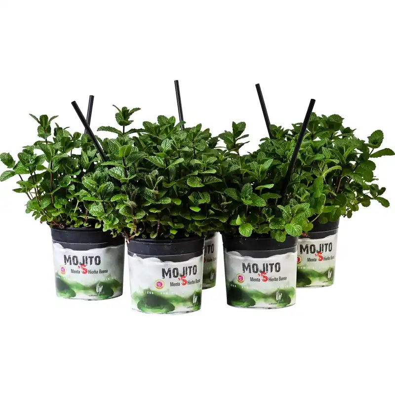 Pianta di Menta Mojito 14 cm Betaalbaar