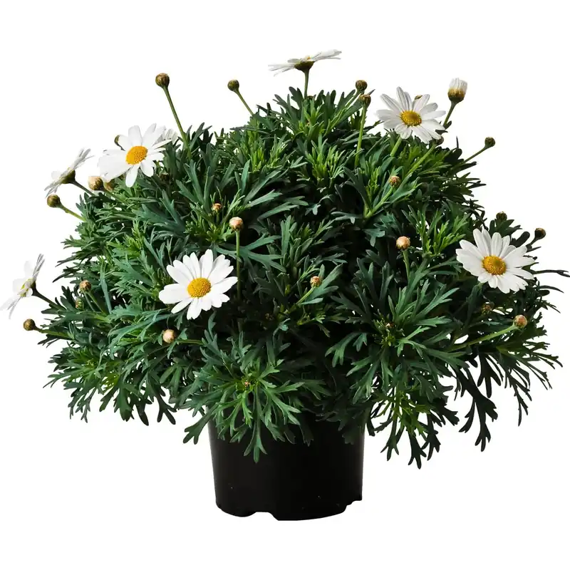 Margerita in vaso Ø 14 cm Korting