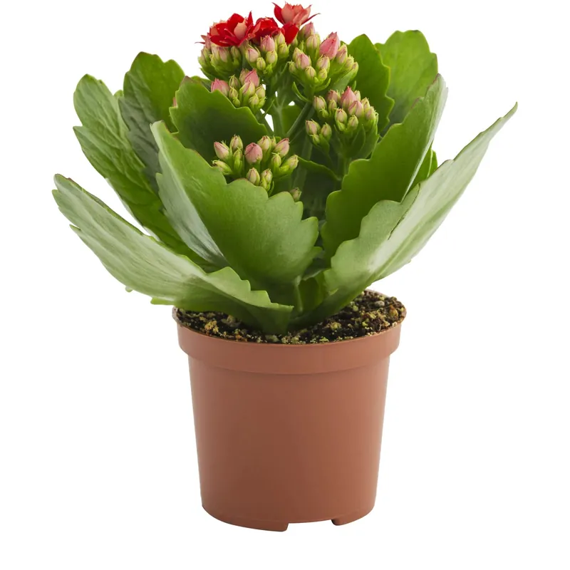 Kalanchoe fiore doppio confezionata in vaso Ø cm 7 Direct Verzonden