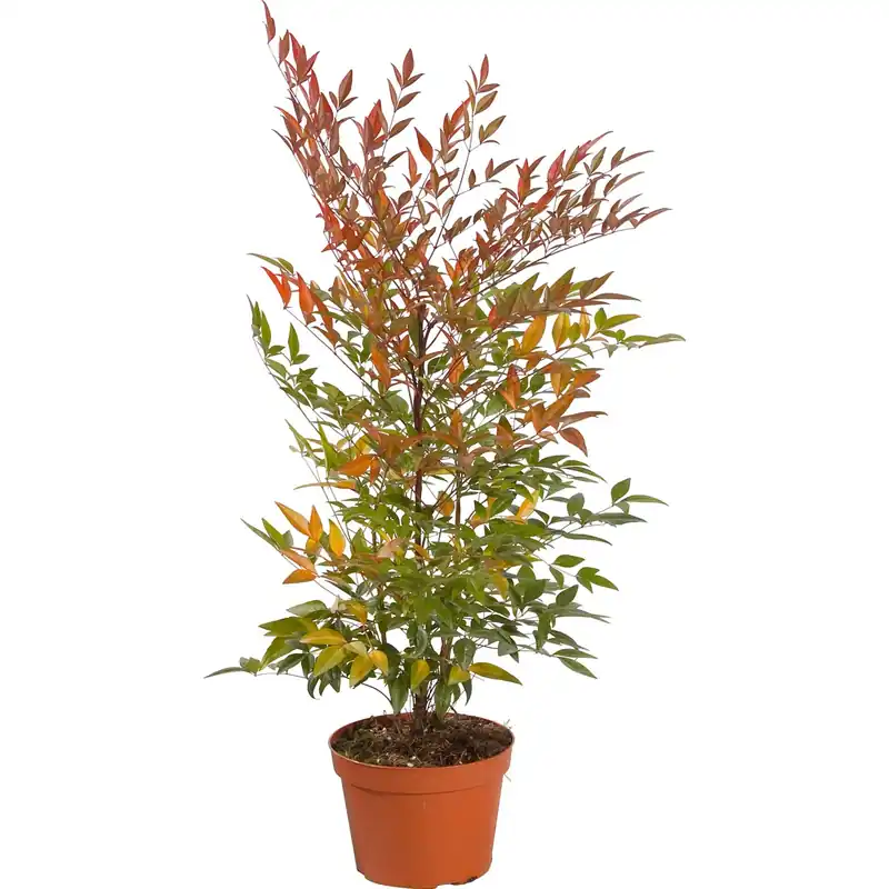 Meest Verkocht Nandina domestica