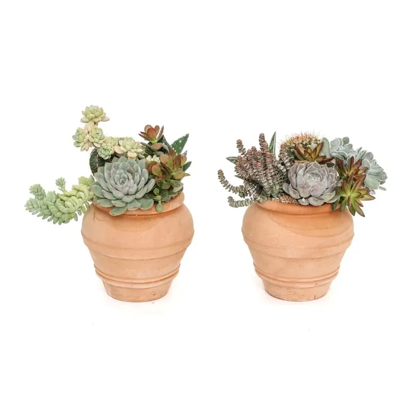 Composizione piante grasse Vaso Giara Terracotta Merkproduct