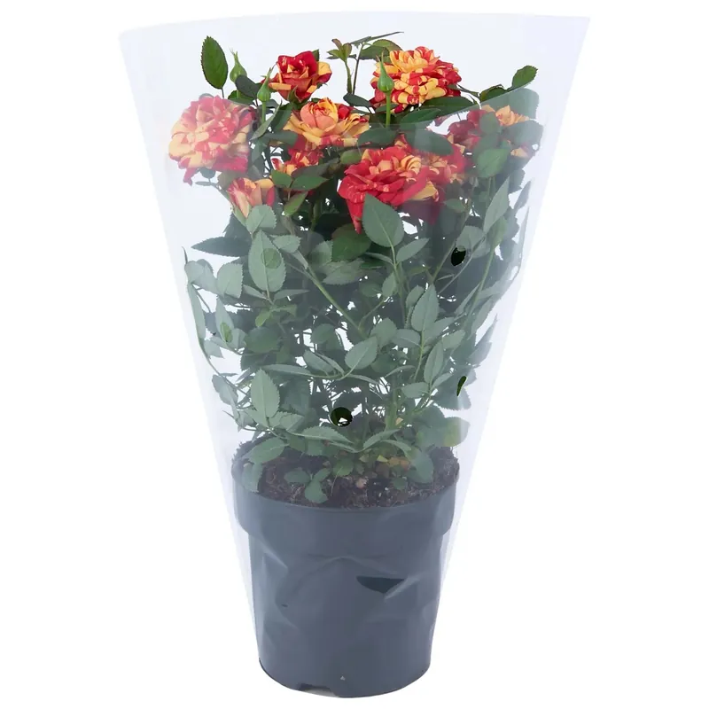 Rosa Liss 2 colori Ø vaso 10,5 cm Bestel Nu