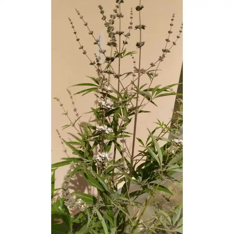 Laatste Kans Vitex agnus castus "Alba" vaso clt 10