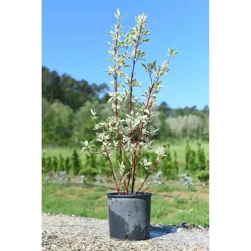 Cornus alba `Argenteomarginatà Populair