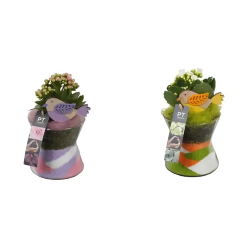 Kalanchoe Sabbia vaso 12 cm Betaalbaar