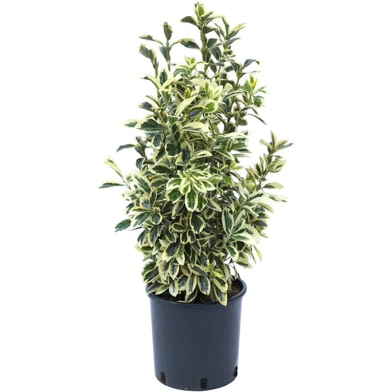 Evonimo Bravo 40 cm Hoge Kwaliteit