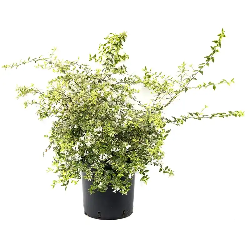 Abelia Kaleidoscope Laatste Versie
