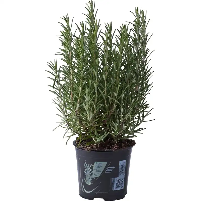 Direct Verzonden Pianta di Rosmarino vaso 14 cm