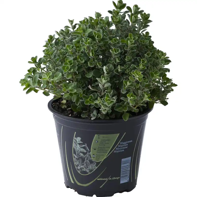 Pianta di Maggiorana 14 cm Hete Deal
