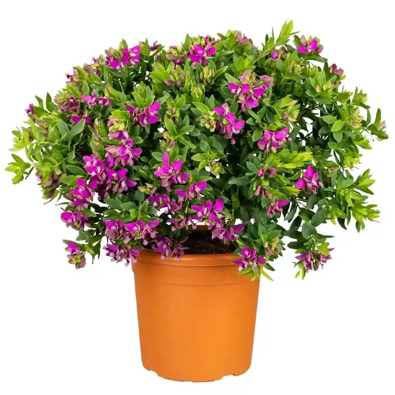 Polygala Myrtifolia vaso 18 cm Bestel Nu