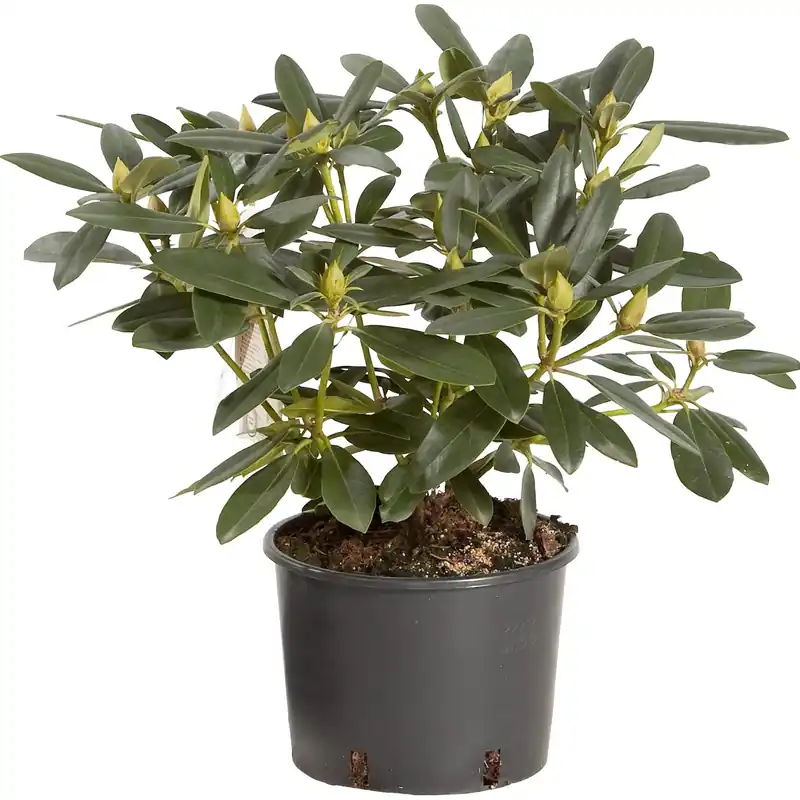 Laatste Versie Rhododendron chioma 35-40 cm