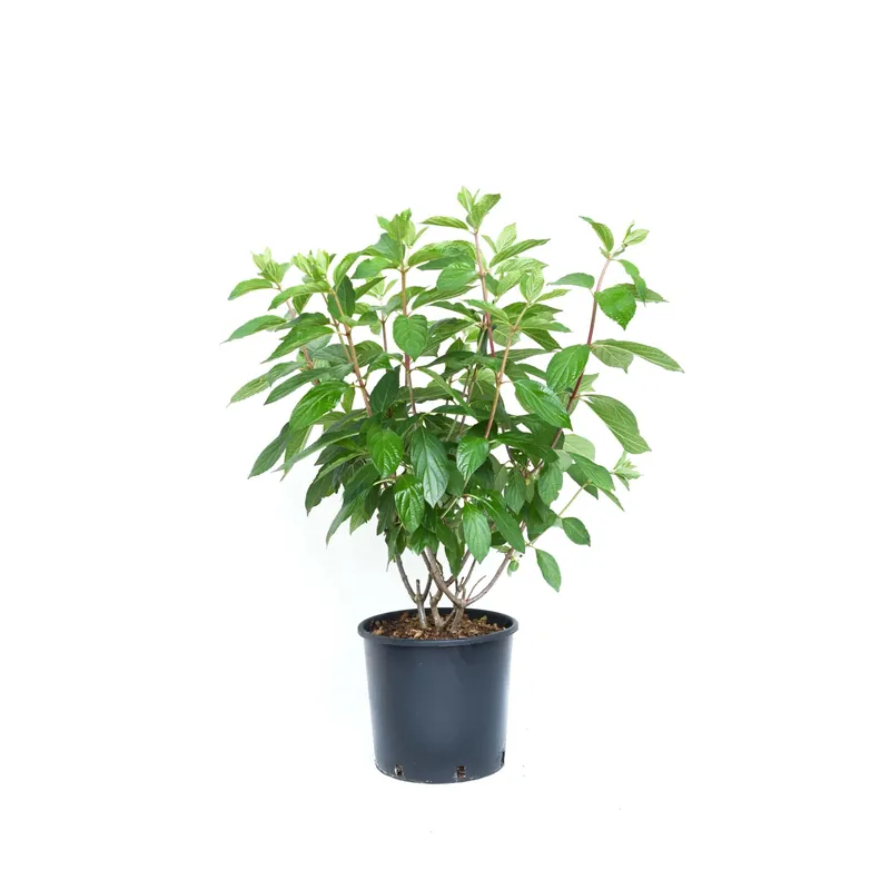 Dagaanbieding Hydrangea paniculata `Pinky Winky` - Ortensia paniculata