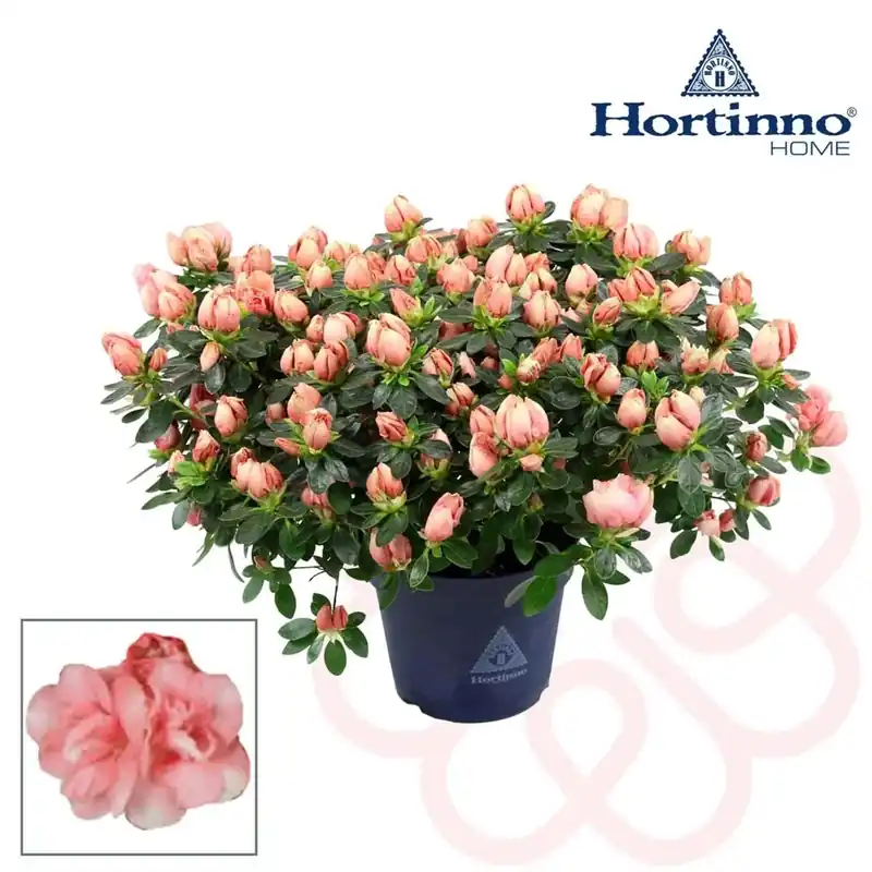 Azalea Hortinno Vaso 15 cm Korting