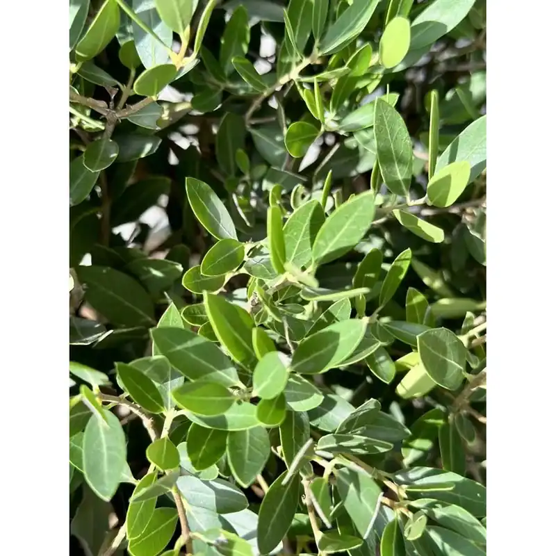 Korting Phyllirea angustifolia