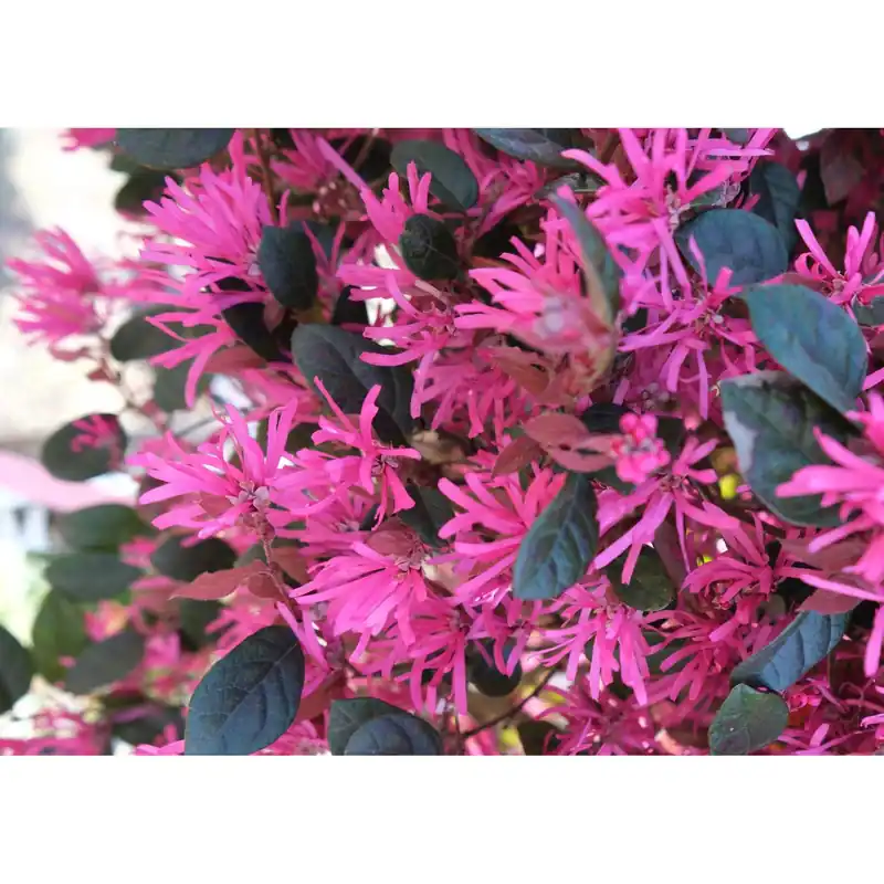 Populair Loropetalum chinense `Fede`