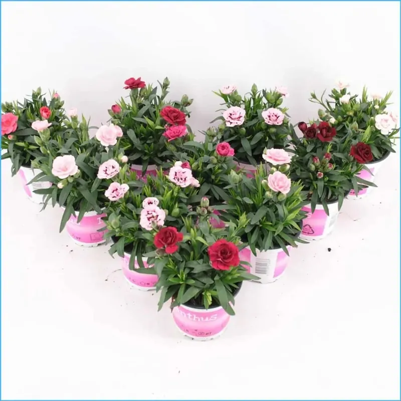Dianthusoscar Mix Vaso 10,5 cm Meest Verkocht