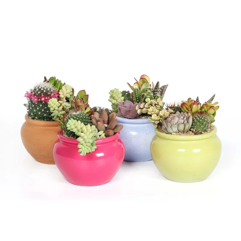 Beperkt Aanbod Composizione piante grasse Vaso Orcio a colori 15 cm