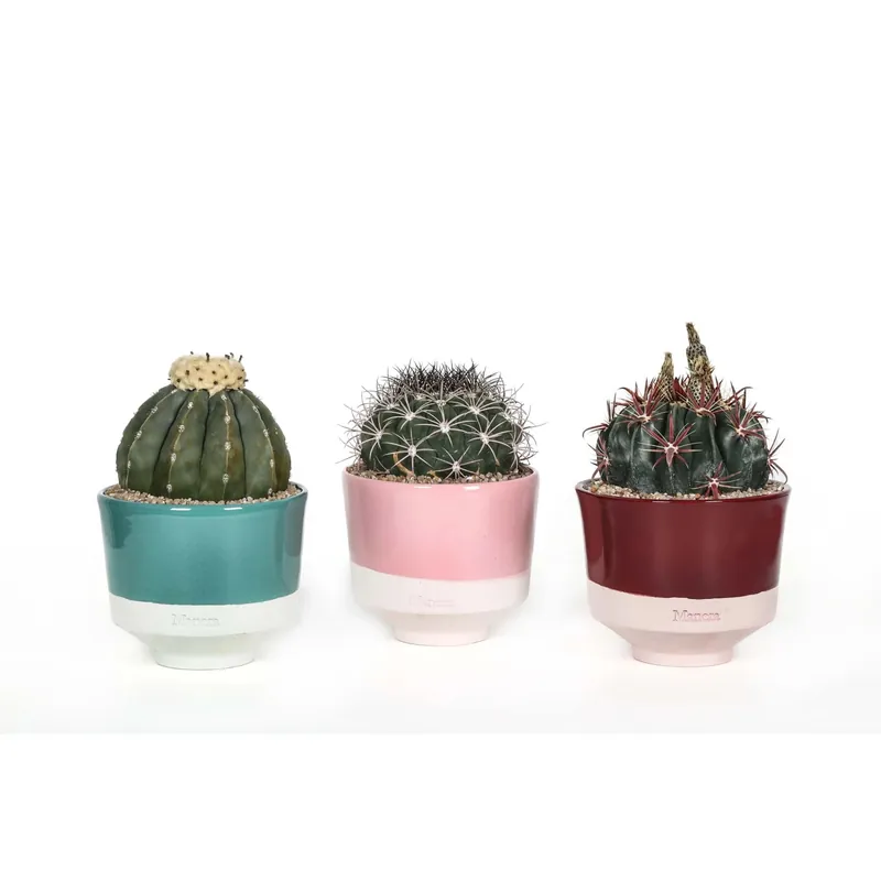 Piante grasse Rare Cactus Vaso Decorativo Ø 16 cm Direct Verzonden