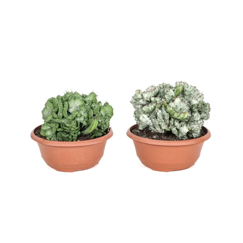Euphorbia crestata Cactus ciotola Ø 21 cm Fabrieksprijs