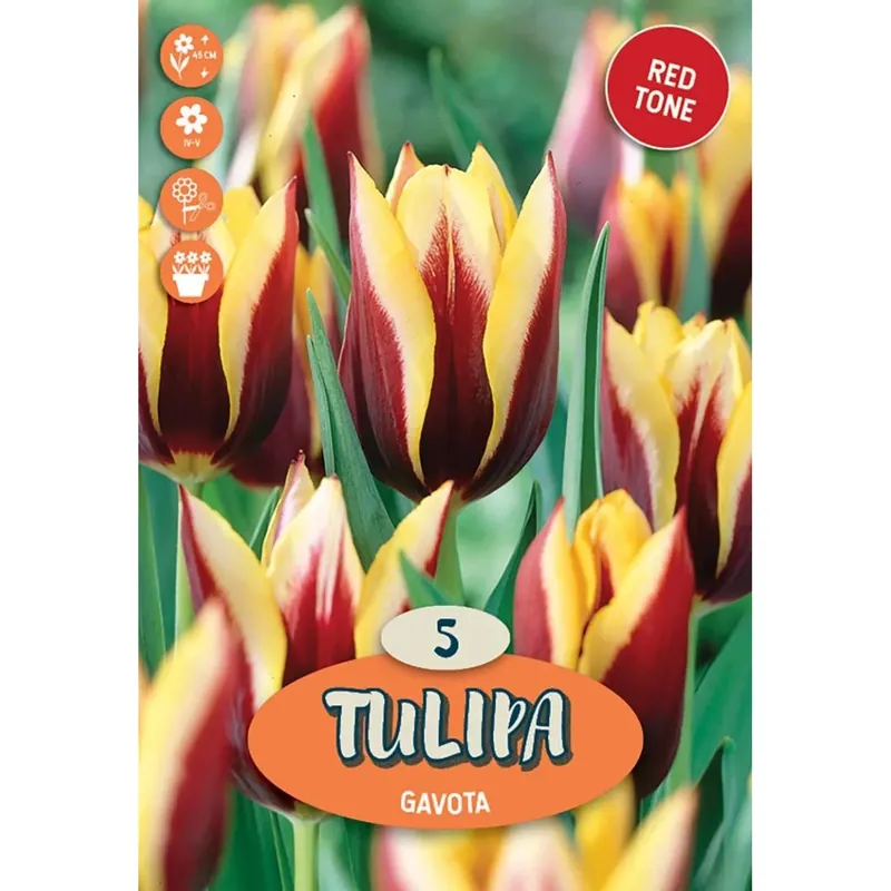 Populair Tulipano trionfo gavota rosso
