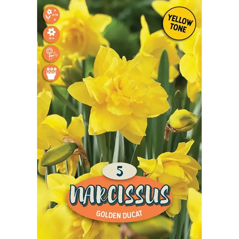 Uitverkoop Narciso doppia dorato ducat giallo