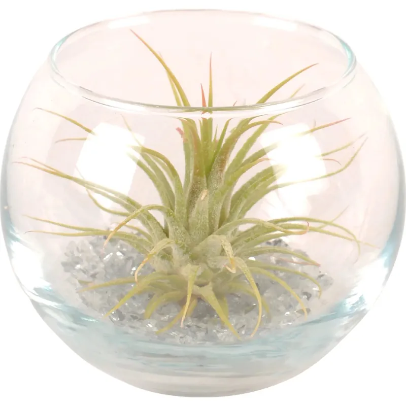 Tillandsia in piccola boccia di vetro rotonda Direct Verzonden
