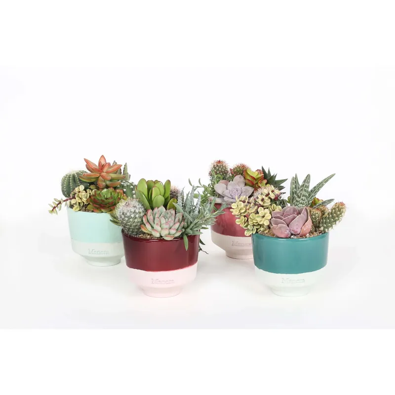 Composizione piante grasse Vaso decorativo 12 cm Seizoensaanbieding