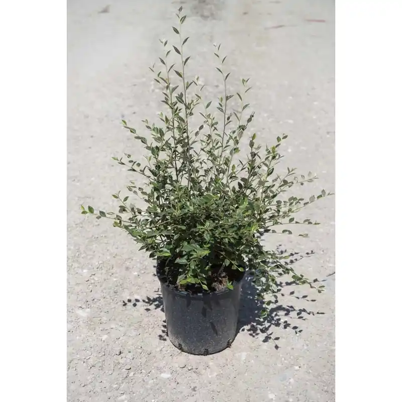 Cotoneaster lacteus Direct Verzonden