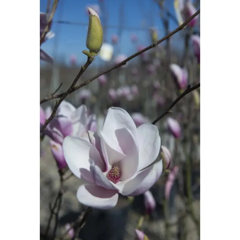 Express Levering Magnolia x soulangeana