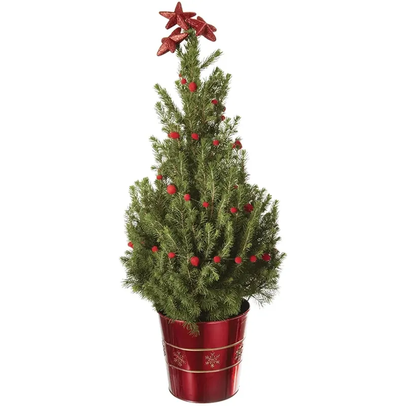Picea conica coprivaso zinco deco vaso 21 cm Aanbieding
