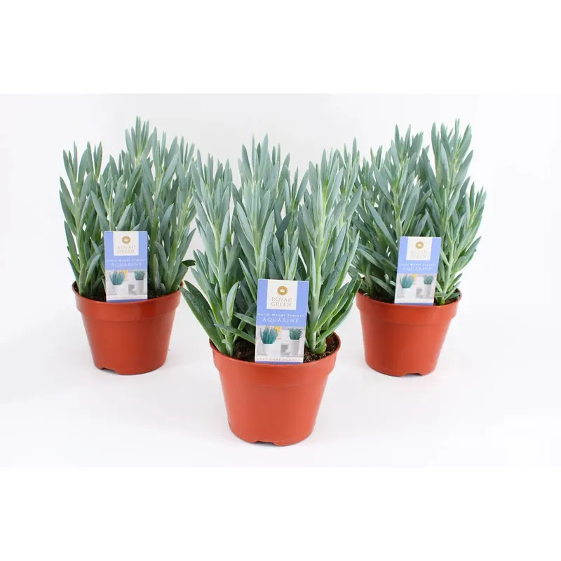 Pianta grassa Curio ficoides vaso 15 cm Bestel Nu