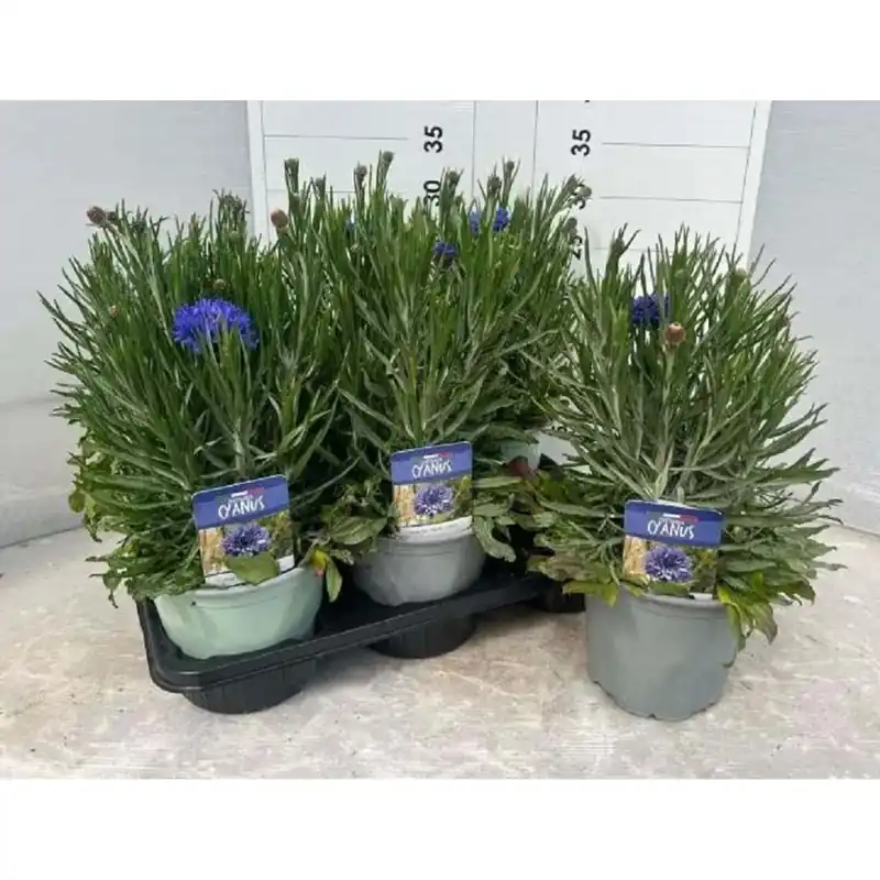 Flitsaanbieding Fiordaliso vaso 14 cm