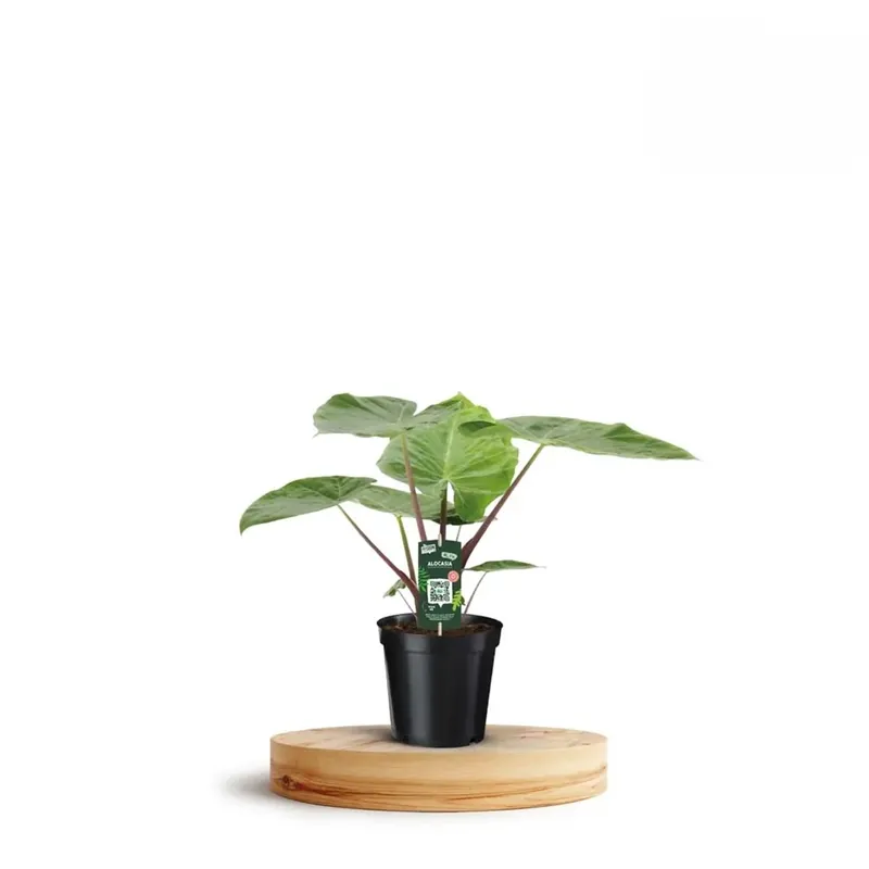 Alocasia Imperial Red in vaso 19 cm Koop Online