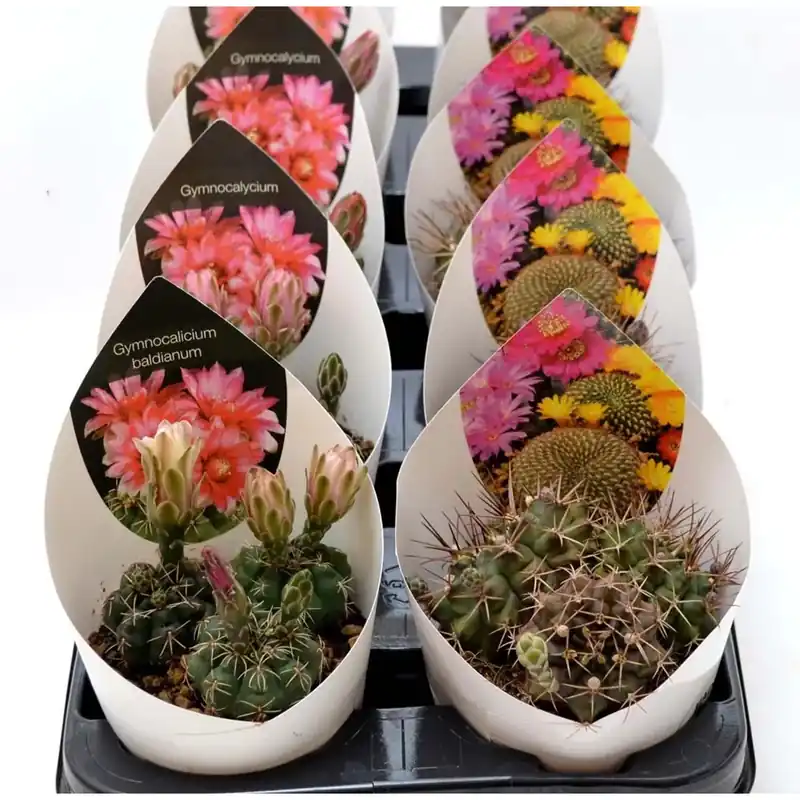 Pianta grassa vaso 10,5 cm selezione fiorita Lage Prijs