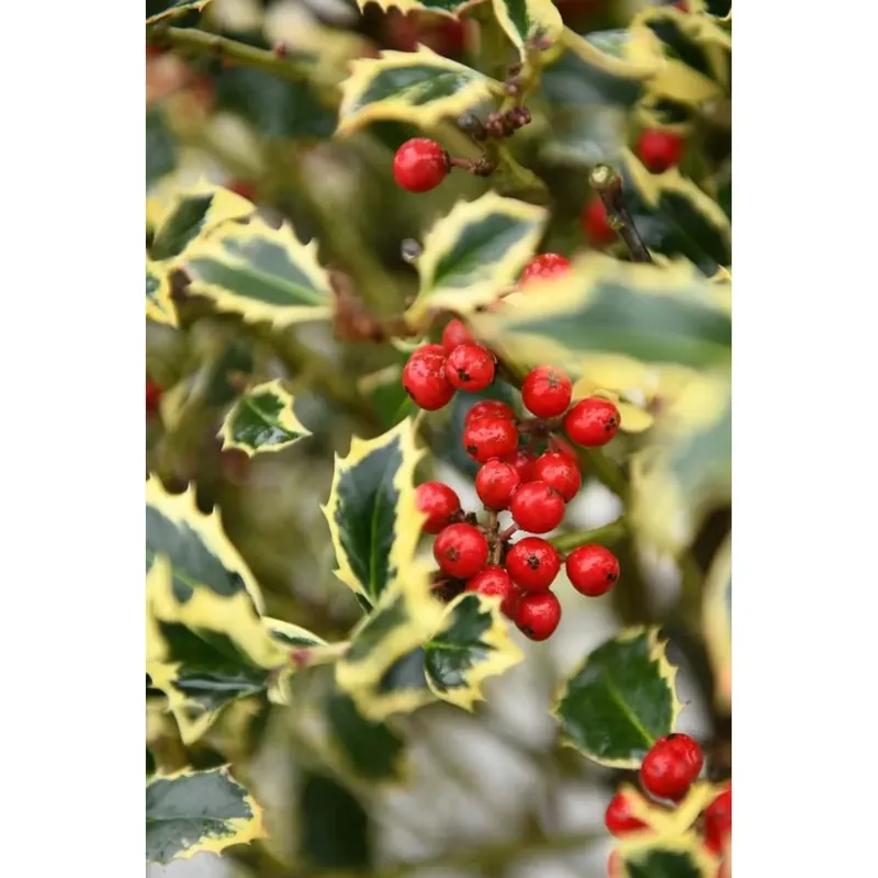 Ilex aquifolium `Argenteomarginatà Bestel Nu