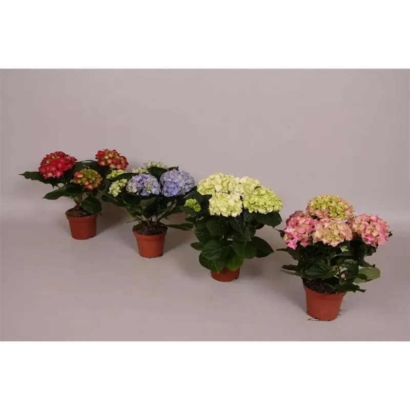Shop Nu Hydrangea 3-4 Fiori vaso 10 cm