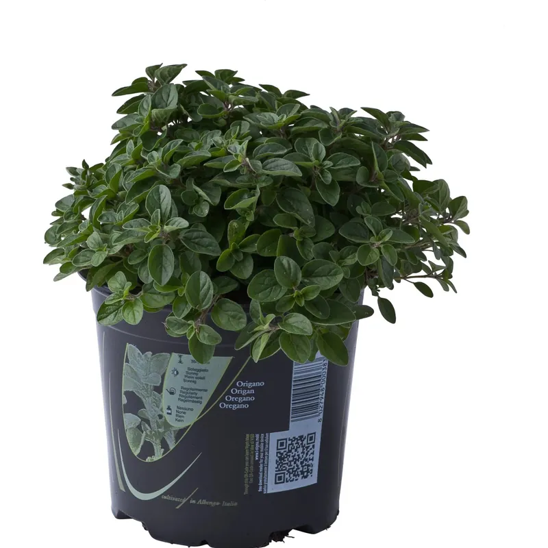 Pianta di Origano 14 cm Betrouwbaar