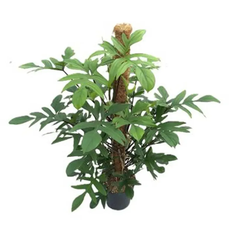 Philodendron Pedatum Vaso 24 cm Gereduceerde Prijs