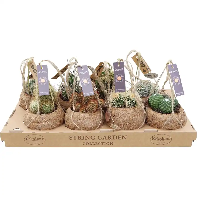Cactus in Kokodama Direct Beschikbaar