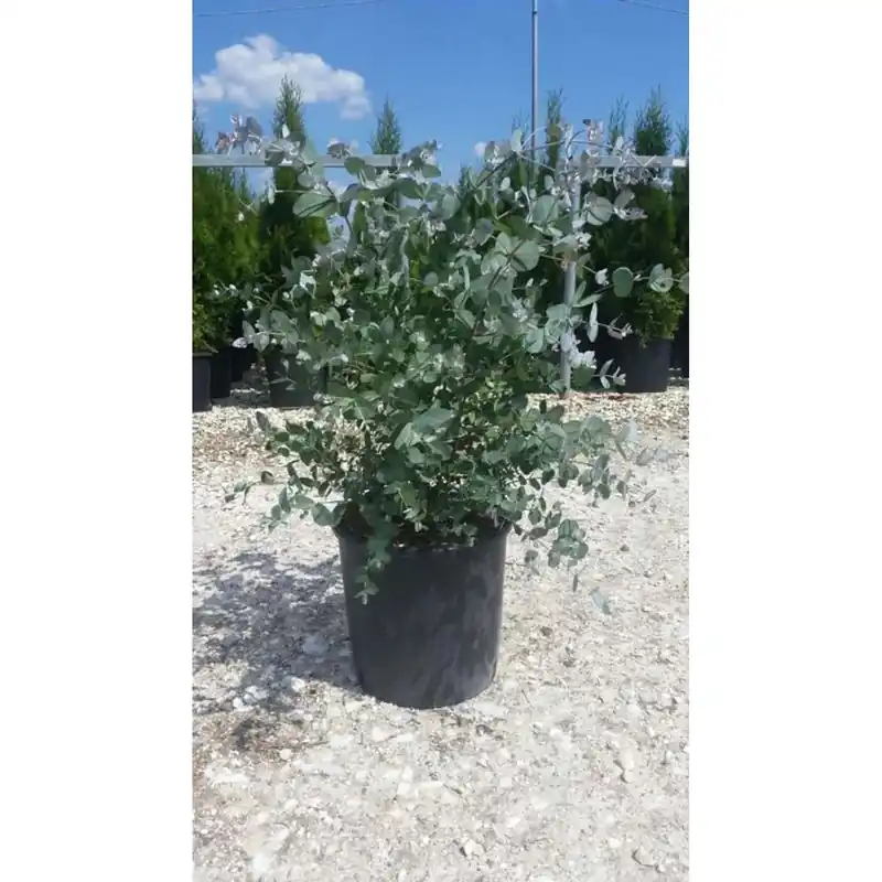 Alleen Vandaag Eucalyptus gunnii