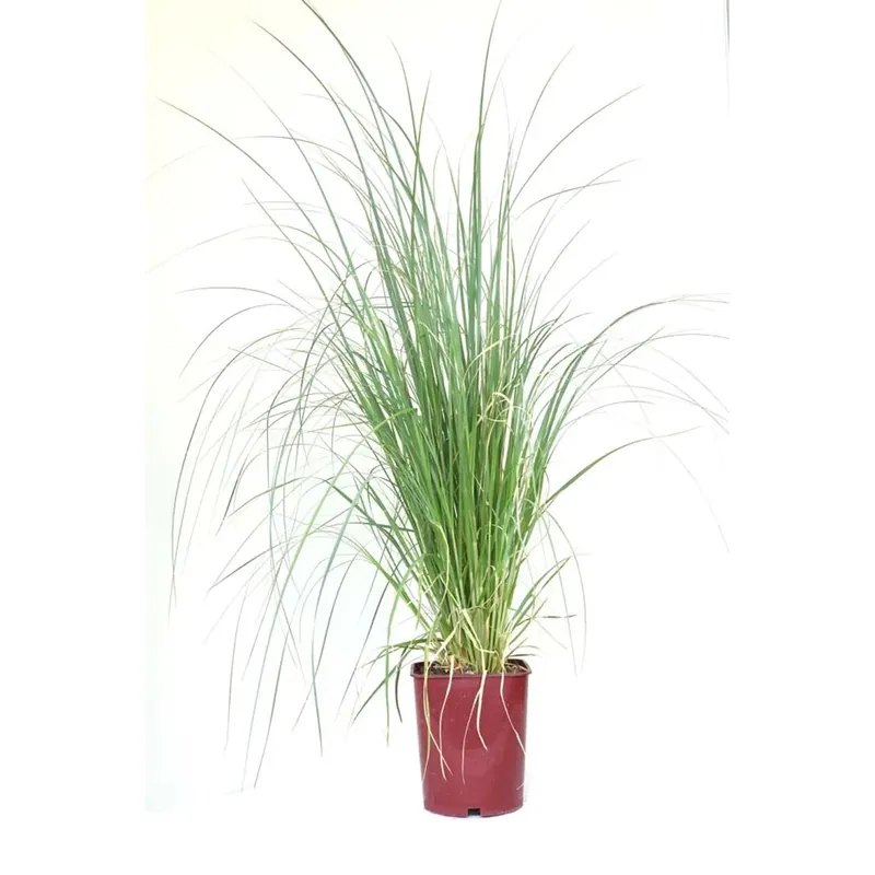 Cortaderia selloana - Erbe della Pampa Korting