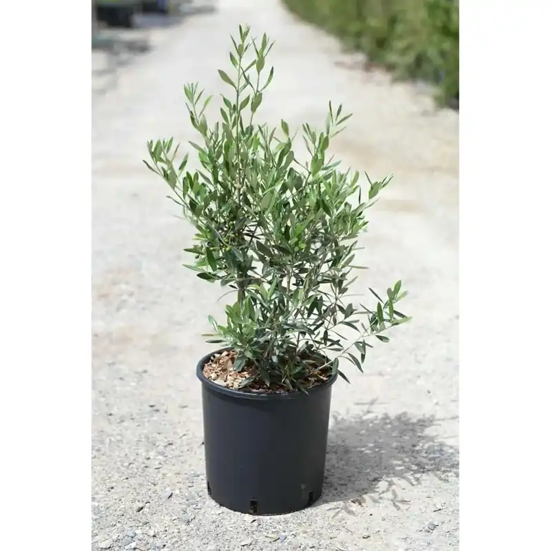 Olea europaea `Frangivento` - Olivo Uitverkoop