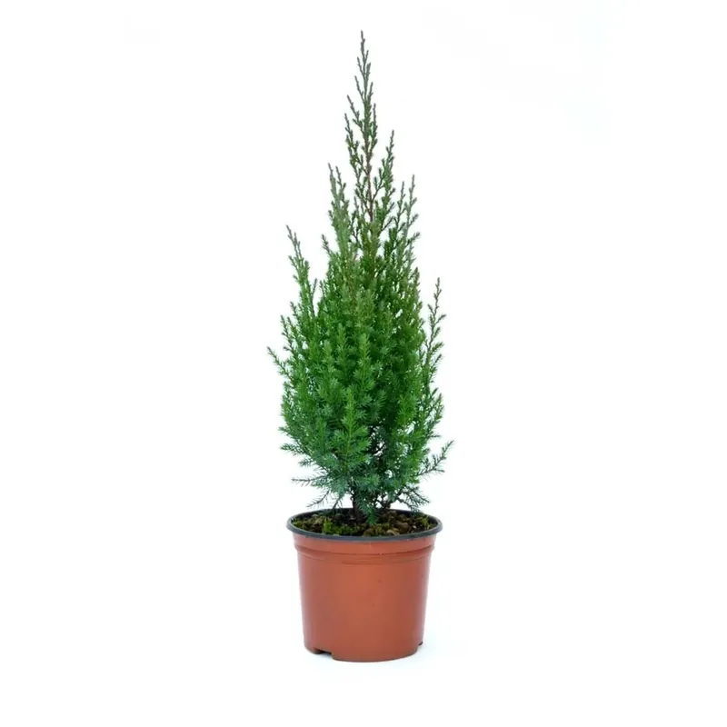Gratis Retour Juniperus chinensis `Strictà - Ginepro