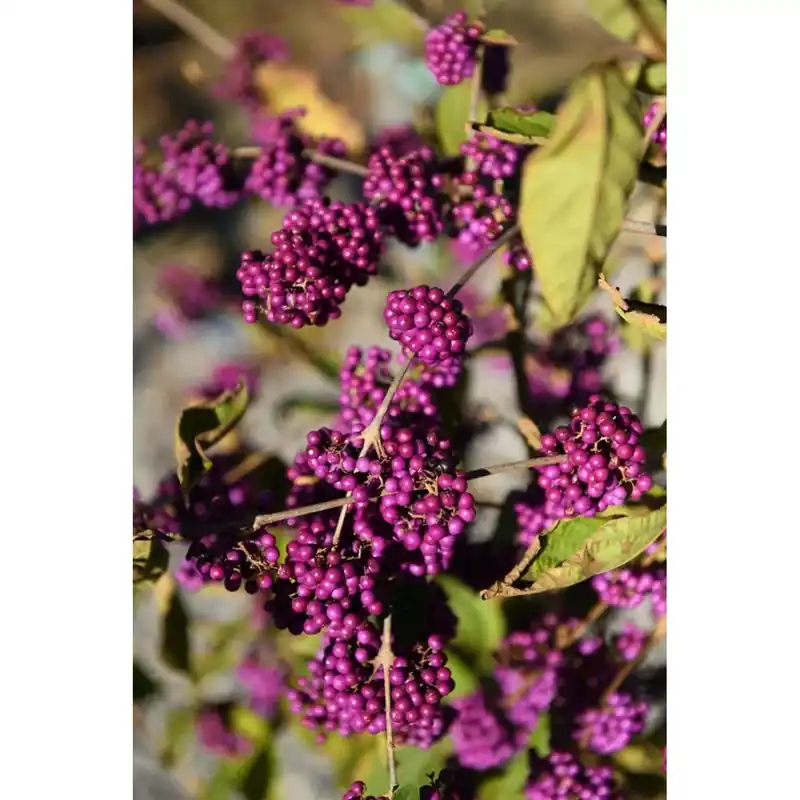 Callicarpa bodinieri `Profusion` Premium