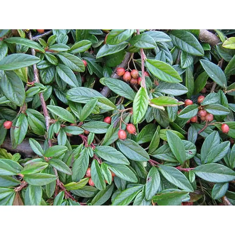 Laatste Versie Cotoneaster salicifolius `Repens`