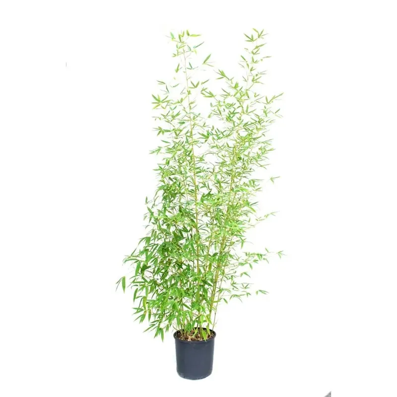 Nieuw Bambusa Phyllostachys `Aureà - Bambù aurea