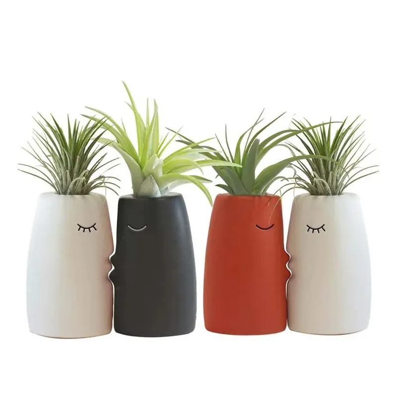 Lage Prijs Tillandsiain Kissme Vaso 6 cm